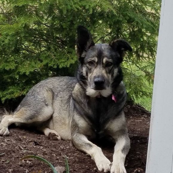 Meet your Posher, Dawn - Picture 1 of 1